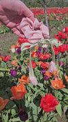 Tulip Scrunchies