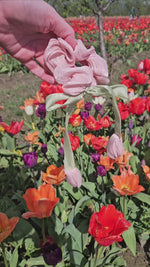 Tulip Scrunchies